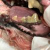 犬と猫の歯科専科治療 ｜ "正しい歯科治療"を徹底解説