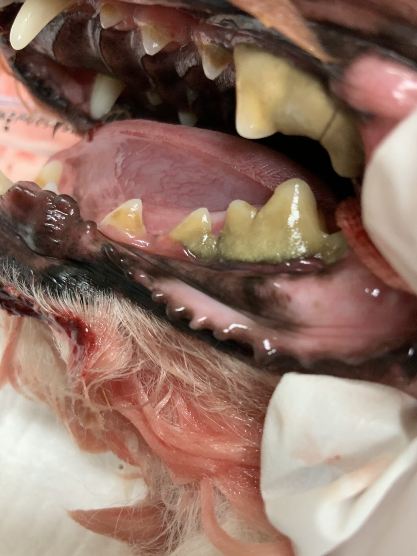 犬と猫の歯科専科治療 正しい歯科治療 を獣医師が解説 横浜どうぶつ医療センター 関内どうぶつクリニック