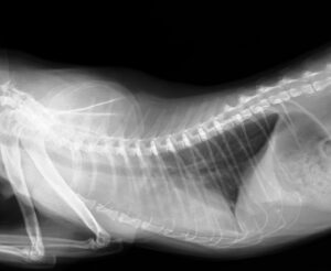 胸水貯留を引き起こした猫の肥大型心筋症のレントゲン